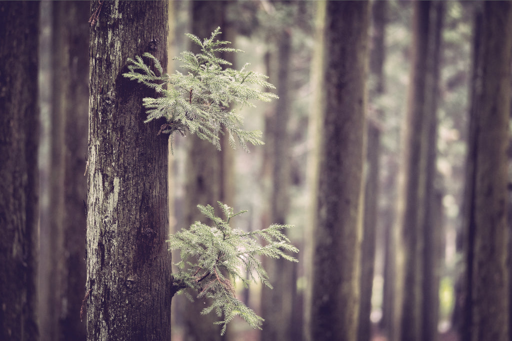 Jasmine & Cedarwood