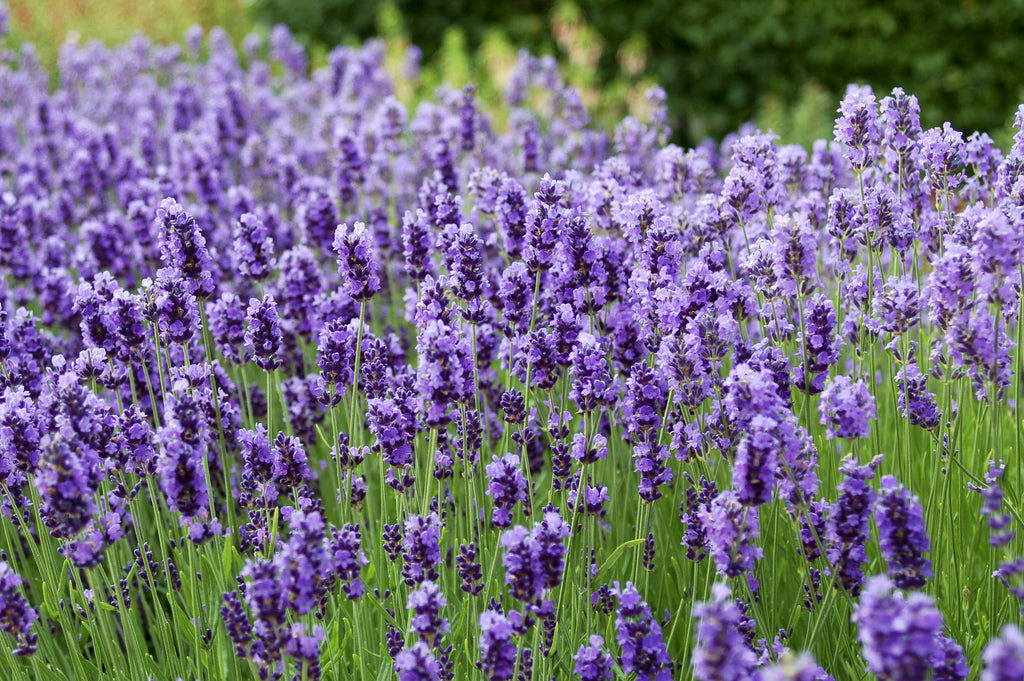 English Lavender & Musk