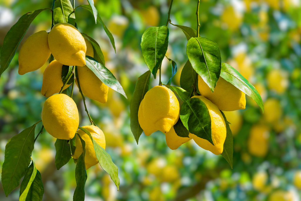 Amalfi Lemon